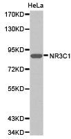 Western blot analysis of extracts of HeLa cell lines, using NR3C1 antibody.
