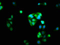 Immunofluorescence staining of HepG2 cells with CSB-PA016086LA01HU at 1:33, counter-stained with DAPI. The cells were fixed in 4% formaldehyde, permeabilized using 0.2% Triton X-100 and blocked in 10% normal Goat Serum. The cells were then incubated with the antibody overnight at 4°C. The secondary antibody was Alexa Fluor 488-congugated AffiniPure Goat Anti-Rabbit IgG(H+L).
