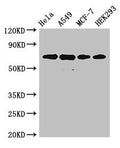 XRCC6 Antibody, HRP conjugated – Figure 1 of 4
