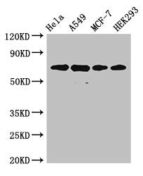 XRCC6 Antibody, Biotin conjugated – Figure 1 of 4