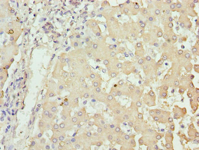 NUPL2 Antibody, FITC conjugated – Figure 1 of 2
