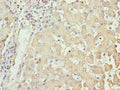 NUPL2 Antibody, HRP conjugated – Figure 1 of 2