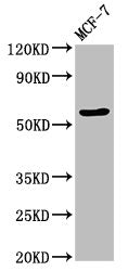 Western Blot
Positive WB detected in: MCF-7 whole cell lysate
All lanes: OCLN antibody at 3.2ug/ml
Secondary
Goat polyclonal to rabbit IgG at 1/50000 dilution
Predicted band size: 60, 53, 55, 32, 24, 9 kDa
Observed band size: 60 kDa