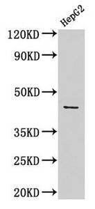 ACTB Antibody, FITC conjugated – Figure 1 of 5