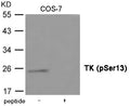 Western blot analysis of extracts from COS-7 cells using TK (Phospho-Ser13) Antibody.The lane on the right is treated with the antigen-specific peptide.