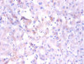 NDUFA1 Antibody, HRP conjugated – Figure 1 of 2