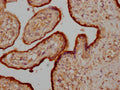 IHC image of CSB-PA017269LA01HU diluted at 1:200 and staining in paraffin-embedded human placenta tissue performed on a Leica BondTM system. After dewaxing and hydration, antigen retrieval was mediated by high pressure in a citrate buffer (pH 6.0). Section was blocked with 10% normal goat serum 30min at RT. Then primary antibody (1% BSA) was incubated at 4°C overnight. The primary is detected by a Goat anti-rabbit IgG labeled by HRP and visualized using 0.05% DAB.