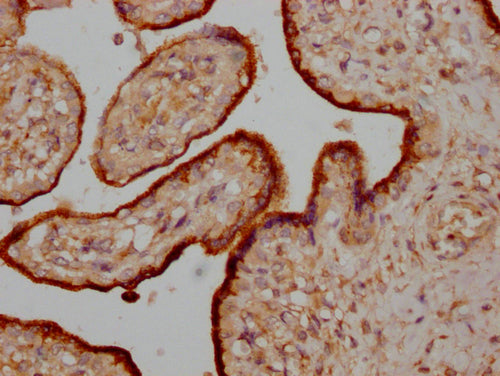 IHC image of CSB-PA017269LA01HU diluted at 1:200 and staining in paraffin-embedded human placenta tissue performed on a Leica BondTM system. After dewaxing and hydration, antigen retrieval was mediated by high pressure in a citrate buffer (pH 6.0). Section was blocked with 10% normal goat serum 30min at RT. Then primary antibody (1% BSA) was incubated at 4°C overnight. The primary is detected by a Goat anti-rabbit IgG labeled by HRP and visualized using 0.05% DAB.