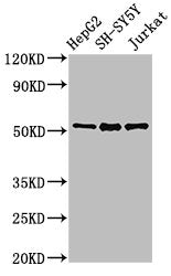 PRKN Antibody, FITC conjugated – Figure 1 of 4