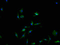 Immunofluorescence staining of U251 cells with CSB-PA017530LA01HU-IF at 1:100, counter-stained with DAPI. The cells were fixed in 4% formaldehyde and blocked in 10% normal Goat Serum. The cells were then incubated with the antibody overnight at 4°C. The secondary antibody was Alexa Fluor 488-congugated AffiniPure Goat Anti-Rabbit IgG(H+L).