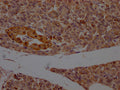 IHC image of CSB-PA017627LA11HU diluted at 1:200 and staining in paraffin-embedded human pancreatic tissue performed on a Leica BondTM system. After dewaxing and hydration, antigen retrieval was mediated by high pressure in a citrate buffer (pH 6.0). Section was blocked with 10% normal goat serum 30min at RT. Then primary antibody (1% BSA) was incubated at 4°C overnight. The primary is detected by a Goat anti-rabbit polymer IgG labeled by HRP and visualized using 0.05% DAB.