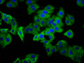 Immunofluorescence staining of HepG2 cells with CSB-PA017896LA01HU at 1:133, counter-stained with DAPI. The cells were fixed in 4% formaldehyde, permeabilized using 0.2% Triton X-100 and blocked in 10% normal Goat Serum. The cells were then incubated with the antibody overnight at 4&deg;C. The secondary antibody was Alexa Fluor 488-congugated AffiniPure Goat Anti-Rabbit IgG(H+L).