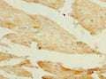 PIK3R1 Antibody, Biotin conjugated – Figure 1 of 2