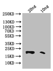 Western Blot
Positive WB detected in: recombinant protein
All lanes: Phospholipase A2 Antibody at 1:1000
Secondary
Goat polyclonal to rabbit IgG at 1/50000 dilution
Predicted band size: 20 kDa
Observed band size: 20 kDa