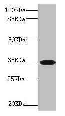 Western blot All lanes: PLSCR1 antibody at 2.24µg/ml + 293T whole cell lysate Secondary Goat polyclonal to rabbit IgG at 1/10000 dilution Predicted band size: 36, 27 kDa Observed band size: 36 kDa