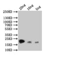 Western Blot
Positive WB detected in: recombinant protein
All lanes: rpc53 Antibody at 1:1000
Secondary
Goat polyclonal to rabbit IgG at 1/50000 dilution
Predicted band size: 20 kDa
Observed band size: 20 kDa