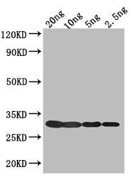 Western Blot
Positive WB detected in: recombinant protein
All lanes: 1 Antibody at 1:1000
Secondary
Goat polyclonal to rabbit IgG at 1/50000 dilution
Predicted band size: 30 kDa
Observed band size: 30 kDa