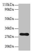 Western blot
All lanes: POMC antibody at 2µg/ml + NIH/3T3 whole cell lysate
Secondary
Goat polyclonal to rabbit IgG at 1/10000 dilution
Predicted band size: 30 kDa
Observed band size: 30 kDa