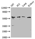 PPP5C Antibody – Figure 1 of 4
