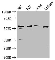 PPP5C Antibody – Figure 1 of 4