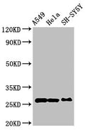 Western Blot
Positive WB detected in: A549 whole cell lysate, Hela whole cell lysate, SH-SY5Y whole cell lysate
All lanes: PRDX6 antibody at 4ug/ml
Secondary
Goat polyclonal to rabbit IgG at 1/50000 dilution
Predicted band size: 26 kDa
Observed band size: 26 kDa