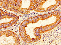 PROS1 Antibody, FITC conjugated – Figure 1 of 3