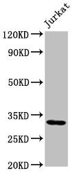 Western Blot
Positive WB detected in: Jurkat whole cell lysate
All lanes: PSMG1 antibody at 2µg/ml
Secondary
Goat polyclonal to rabbit IgG at 1/50000 dilution
Predicted band size: 33, 31 kDa
Observed band size: 33 kDa