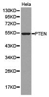 Western blot analysis of extracts of HeLa cell lines, using PTEN antibody.