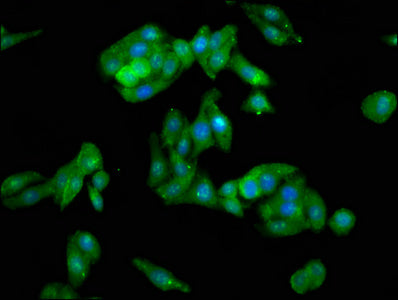 Immunofluorescence staining of HepG2 cells with CSB-PA019070LA01HU at 1:100, counter-stained with DAPI. The cells were fixed in 4% formaldehyde, permeabilized using 0.2% Triton X-100 and blocked in 10% normal Goat Serum. The cells were then incubated with the antibody overnight at 4°C. The secondary antibody was Alexa Fluor 488-congugated AffiniPure Goat Anti-Rabbit IgG(H+L).