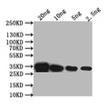 Western Blot
Positive WB detected in: recombinant protein
All lanes: PDS1 Antibody at 1:1000
Secondary
Goat polyclonal to rabbit IgG at 1/50000 dilution
Predicted band size: 35 kDa
Observed band size: 35 kDa
