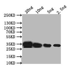 Western Blot
Positive WB detected in: recombinant protein
All lanes: PDS1 Antibody at 1:1000
Secondary
Goat polyclonal to rabbit IgG at 1/50000 dilution
Predicted band size: 35 kDa
Observed band size: 35 kDa