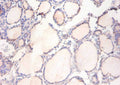 ADAM15 Antibody, FITC conjugated – Figure 1 of 1