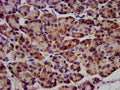 IHC image of CSB-PA019284LA01HU diluted at 1:1200 and staining in paraffin-embedded human pancreatic tissue performed on a Leica BondTM system. After dewaxing and hydration, antigen retrieval was mediated by high pressure in a citrate buffer (pH 6.0). Section was blocked with 10% normal goat serum 30min at RT. Then primary antibody (1% BSA) was incubated at 4&deg;C overnight. The primary is detected by a biotinylated secondary antibody and visualized using an HRP conjugated SP system.