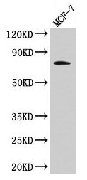 RAF1 Antibody, HRP conjugated – Figure 1 of 4