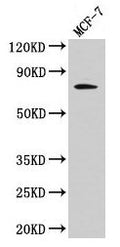 RAF1 Antibody, FITC conjugated – Figure 1 of 4