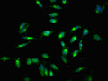 Immunofluorescent analysis of Hela cells using CSB-PA019554LA01HU at dilution of 1:100 and Alexa Fluor 488-congugated AffiniPure Goat Anti-Rabbit IgG(H+L)