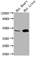 Western Blot
Positive WB detected in: Rat Heart tissue, Rat Liver tissue
All lanes: Ren1 antibody at 1:1000
Secondary
Goat polyclonal to rabbit IgG at 1/50000 dilution
Predicted band size: 45 kDa
Observed band size: 45 kDa