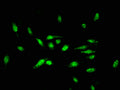 Immunofluorescent analysis of Hela cells using CSB-PA01959A0Rb at dilution of 1:100 and Alexa Fluor 488-congugated AffiniPure Goat Anti-Rabbit IgG(H+L)