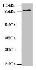 RNF10 Antibody, Biotin conjugated – Figure 1 of 3