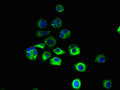 Immunofluorescent analysis of MCF-7 cells using CSB-PA019815LA01HU at dilution of 1:100 and Alexa Fluor 488-congugated AffiniPure Goat Anti-Rabbit IgG(H+L)