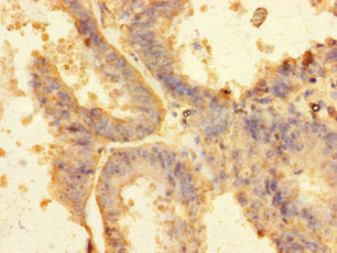 RNF103 Antibody, FITC conjugated – Figure 1 of 3