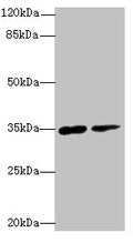 RNF148 Antibody, FITC conjugated – Figure 1 of 3