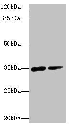 RNF148 Antibody, FITC conjugated – Figure 1 of 3