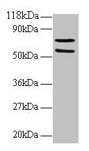 SDHA Antibody, FITC conjugated – Figure 1 of 4
