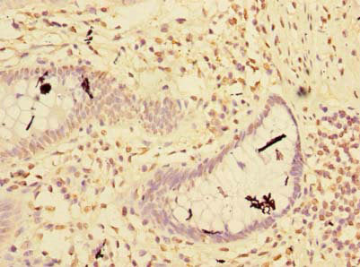 RNF181 Antibody, HRP conjugated – Figure 1 of 2