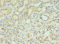 RNF183 Antibody, HRP conjugated – Figure 1 of 2
