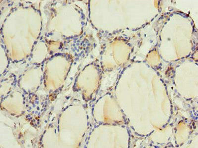 RNF24 Antibody, HRP conjugated – Figure 1 of 3