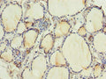 RNF24 Antibody, FITC conjugated – Figure 1 of 3