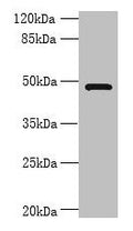Western blot
All lanes: RNF26 antibody at 6µg/ml + 293T whole cell lysate
Secondary
Goat polyclonal to rabbit IgG at 1/10000 dilution
Predicted band size: 48 kDa
Observed band size: 48 kDa