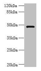 RNF26 Antibody, HRP conjugated – Figure 1 of 4